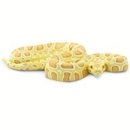 ALBINO PYTHON