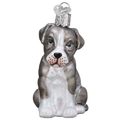PITBULL PUP