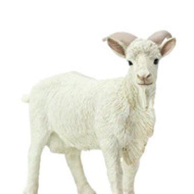 BILLY GOAT