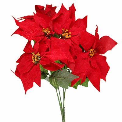 RED POINTSETTIA