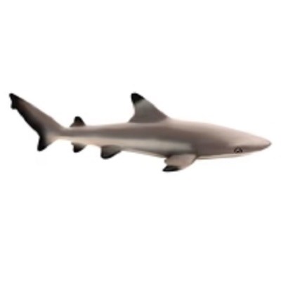 BLACK TIP REEF SHARK