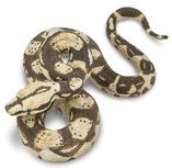 BOA CONSTRICTOR SNAKE