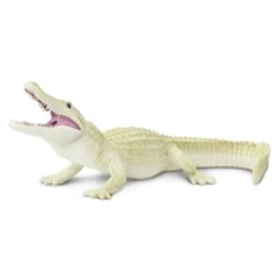 WHITE ALLIGATOR