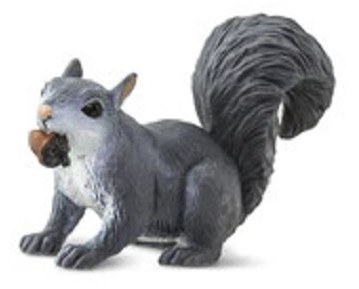 GRAY SQUIRREL