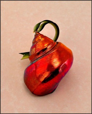 TURBAN SHELL IRRIDESCENT