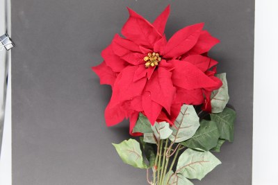 RED POINTSETTIA