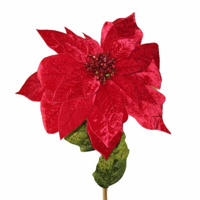 RED VELVET POINTSETTIA
