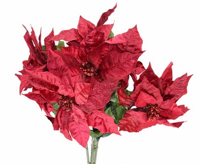DARK RED POINTSETTIA