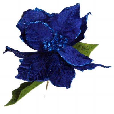 BLUE POINTSETTIA
