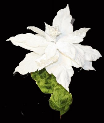 WHITE W/SNOW POINTSETTIA
