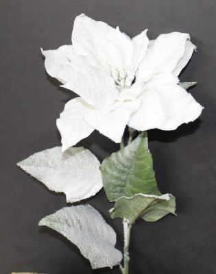 WHITE FROSTED POINTSETTIA