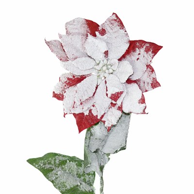 RED W/SNOW POINTSETTIA