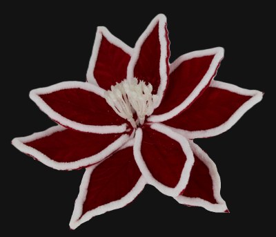 RED/WHITE POINTSETTIA