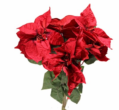 RED VELVET POINTSETTIA