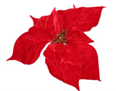 RED POINTSETTIA