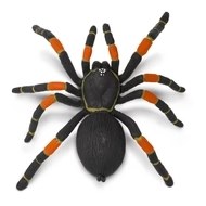 ORANGE KNEED TARANTULA
