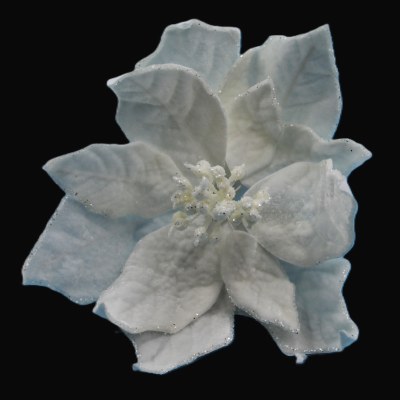 WHITE VELVET POINTSETTIA