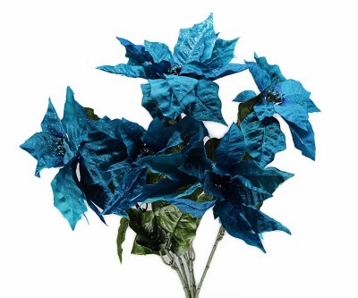 BLUE POINTSETTIA