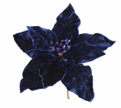 BLUE VELVET POINTSETTIA