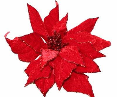 RED VELVET POINTSETTIA