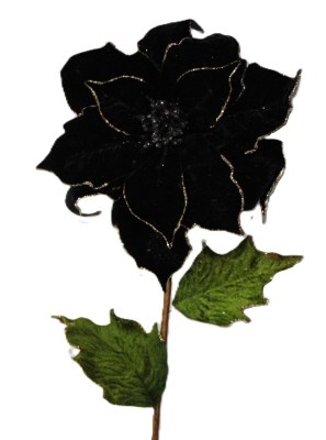 BLACK VELVET POINTSETTIA