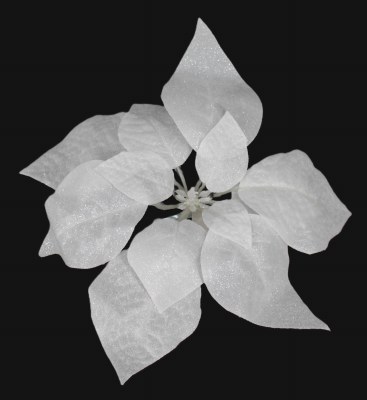 WHITE POINTSETTIA