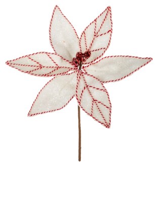 RED &amp; WHITE POINSETTIA