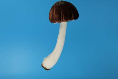 BROWN MUSHROOM