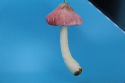LIGHT PINK MUSHROOM