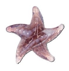 PURPLE STARFISH CHARM