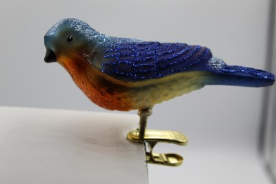 WESTERN BLUEBIRD