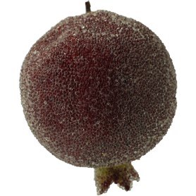 FROSTED POMEGRANATE