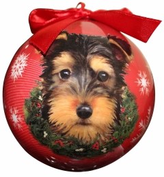 YORKIE PUP