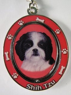 SHIH TZU, BK &amp; WHITE