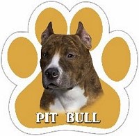 PIT BULL BRINDLE