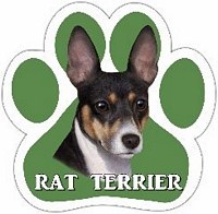 RAT TERRIER MAGNET