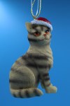 TABBY CAT