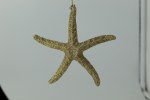 STARFISH SHELL