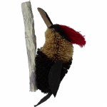 BRUSH WOODPECKER