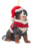 BERNESE MOUNTAIN DOG