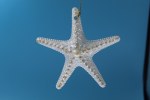 WHITE STARFISH