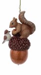 SQUIRREL ON ACCORN