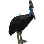 CASSOWARY