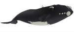 RIGHT WHALE