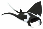 MANTA RAY