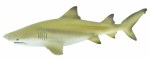 LEMON SHARK