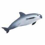 VAQUITA PORPOISE