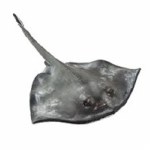 STING RAY