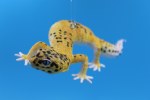 LEOPARD GECKO