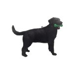 BLACK LABRADOR